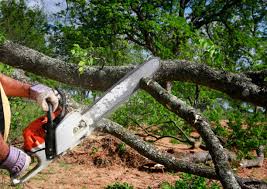 Best Tree Preservation Services  in Harristown, IL